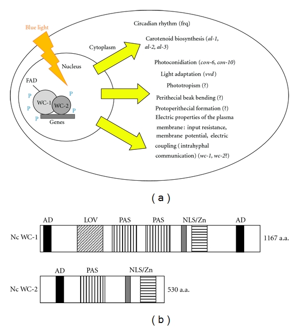 Neurospora crassa Light Signal Transduction Is Affected by ROS.