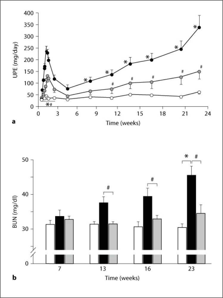 Renoprotective action of a matrix metalloproteinase inhibitor in progressive mesangioproliferative nephritis.