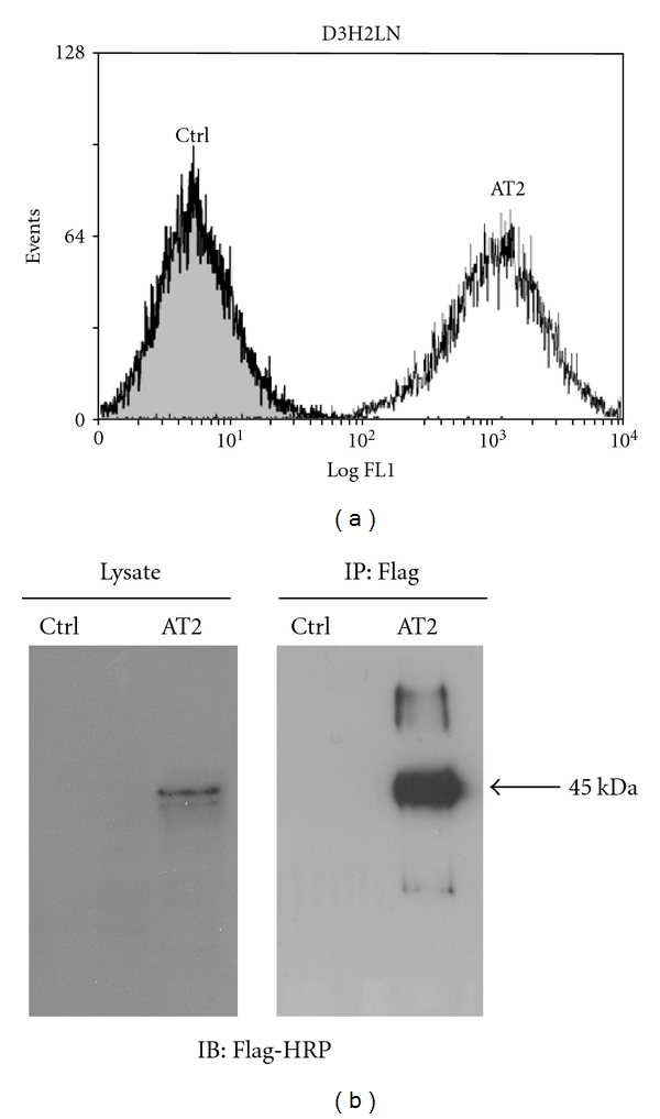 A Novel Cellular Model to Study Angiotensin II AT2 Receptor Function in Breast Cancer Cells.