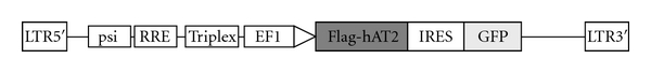 A Novel Cellular Model to Study Angiotensin II AT2 Receptor Function in Breast Cancer Cells.