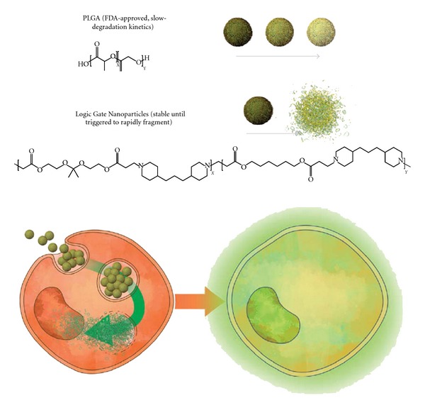 Triggered rapid degradation of nanoparticles for gene delivery.