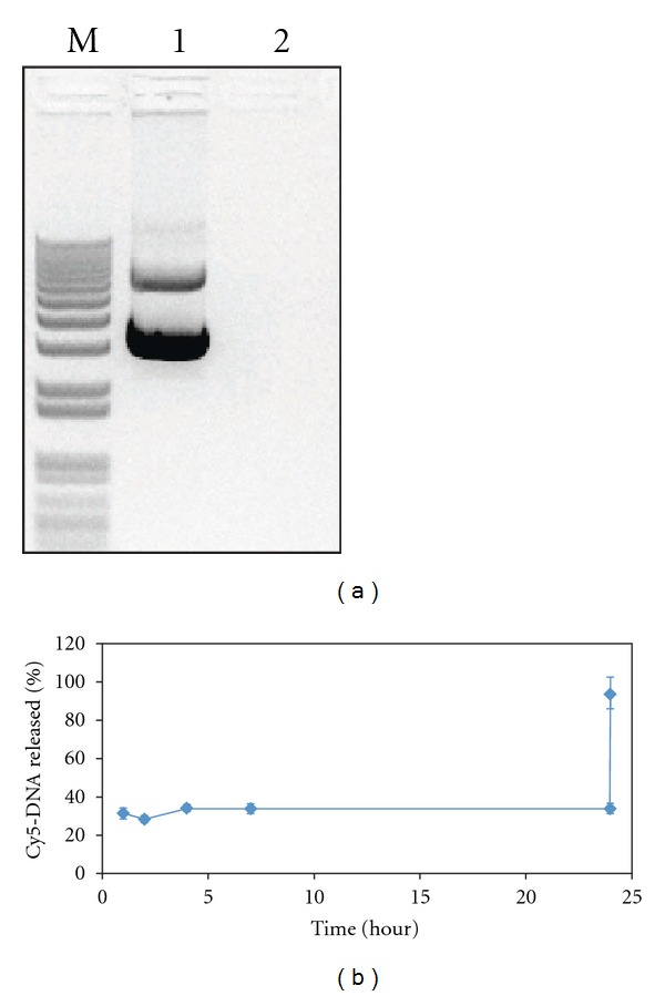 Triggered rapid degradation of nanoparticles for gene delivery.