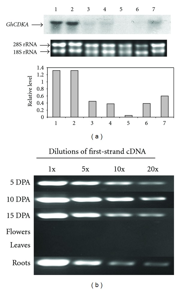 A cotton-fiber-associated cyclin-dependent kinase a gene: characterization and chromosomal location.