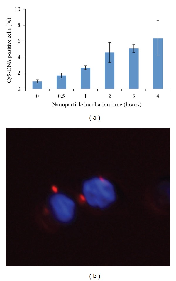 Triggered rapid degradation of nanoparticles for gene delivery.