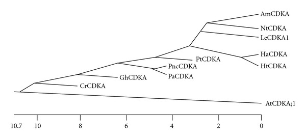 A cotton-fiber-associated cyclin-dependent kinase a gene: characterization and chromosomal location.