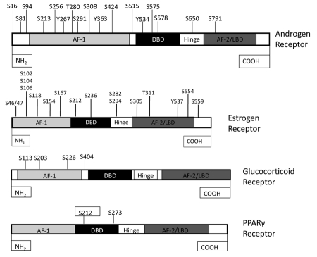 Post-translational modifications of nuclear receptors and human disease.