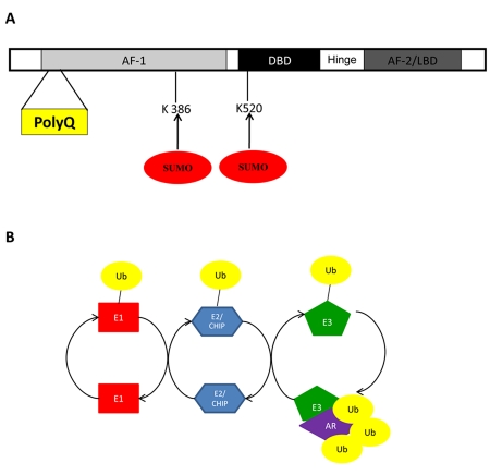 Post-translational modifications of nuclear receptors and human disease.