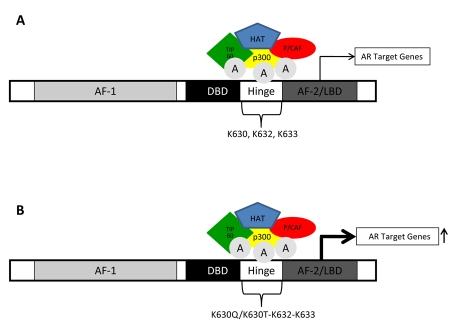 Post-translational modifications of nuclear receptors and human disease.