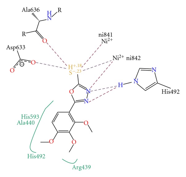 Synthesis, urease inhibition, antioxidant, antibacterial, and molecular docking studies of 1,3,4-oxadiazole derivatives.