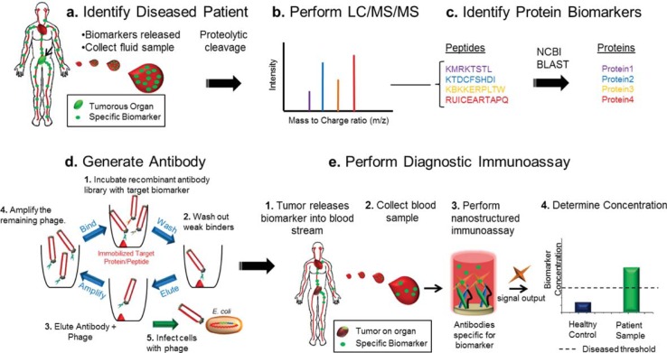 Detection of biomarkers using recombinant antibodies coupled to nanostructured platforms.