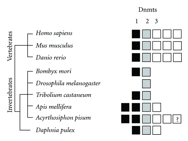 Aphids: a model for polyphenism and epigenetics.