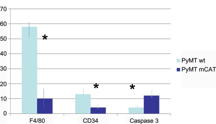 Breast tumors in PyMT transgenic mice expressing mitochondrial catalase have decreased labeling for macrophages and endothelial cells.