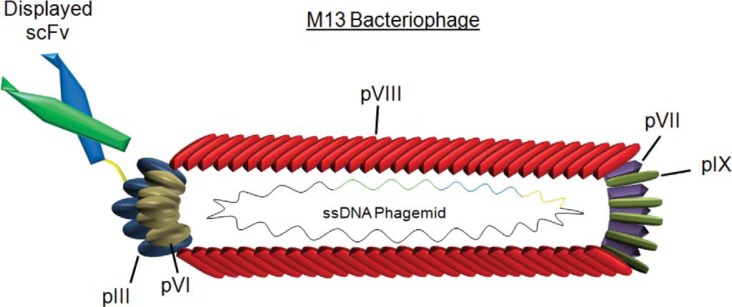 Detection of biomarkers using recombinant antibodies coupled to nanostructured platforms.