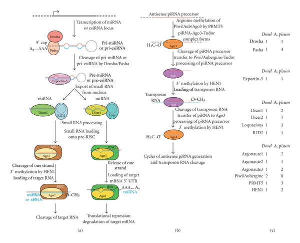 Aphids: a model for polyphenism and epigenetics.