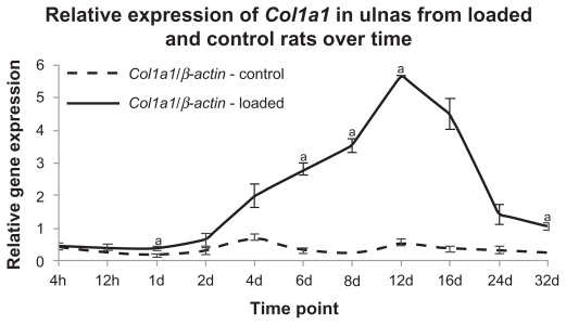 Regulatory mechanisms in bone following mechanical loading.