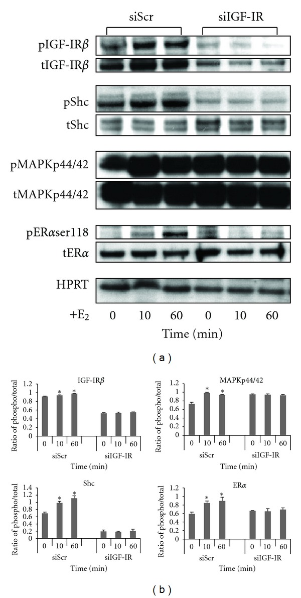 Estrogen Regulates MAPK-Related Genes through Genomic and Nongenomic Interactions between IGF-I Receptor Tyrosine Kinase and Estrogen Receptor-Alpha Signaling Pathways in Human Uterine Leiomyoma Cells.