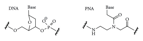 Recent advances in chemical modification of Peptide nucleic acids.