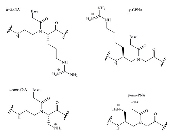 Recent advances in chemical modification of Peptide nucleic acids.