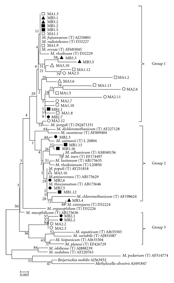 The diversity of endophytic methylotrophic bacteria in an oil-contaminated and an oil-free mangrove ecosystem and their tolerance to heavy metals.