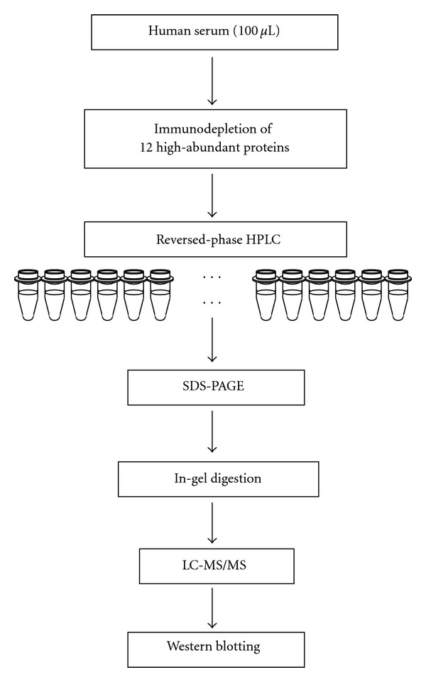 The application of a three-step serum proteome analysis for the discovery and identification of novel biomarkers of hepatocellular carcinoma.