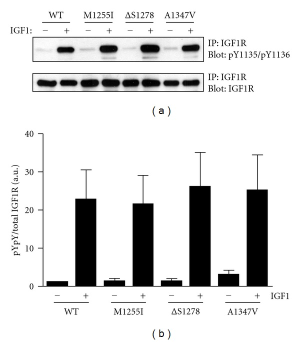 Effects of somatic mutations in the C-terminus of insulin-like growth factor 1 receptor on activity and signaling.