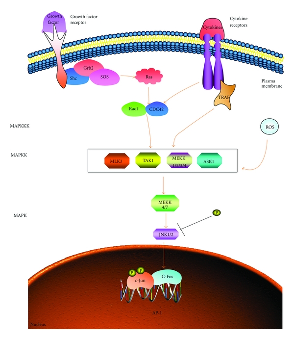 The role of MAPK in drug-induced kidney injury.