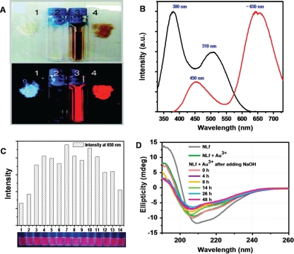 Protein-protected luminescent noble metal quantum clusters: an emerging trend in atomic cluster nanoscience.