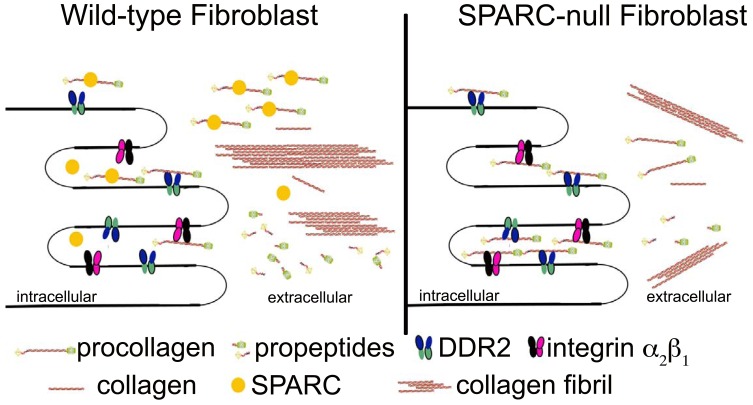 The Function of SPARC as a Mediator of Fibrosis.