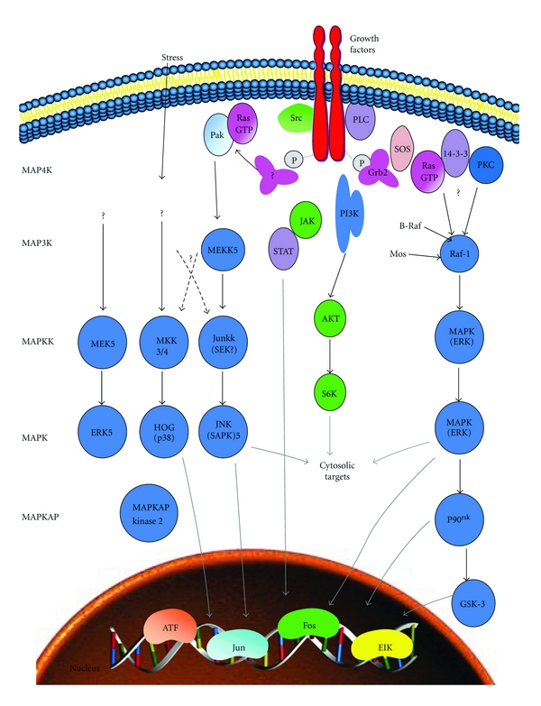 The role of MAPK in drug-induced kidney injury.