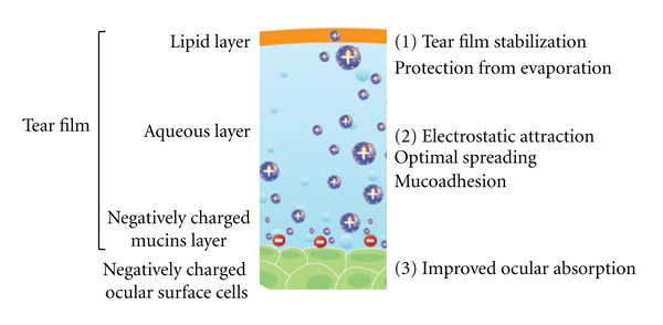 Successfully improving ocular drug delivery using the cationic nanoemulsion, novasorb.