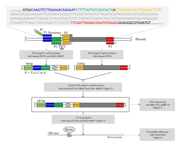 PCR amplification and transcription for site-specific labeling of large RNA molecules by a two-unnatural-base-pair system.