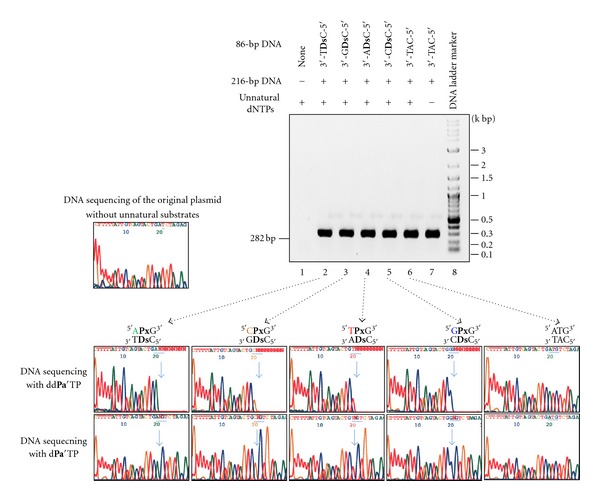 PCR amplification and transcription for site-specific labeling of large RNA molecules by a two-unnatural-base-pair system.