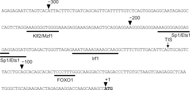 FOXO1 Up-Regulates Human L-selectin Expression Through Binding to a Consensus FOXO1 Motif.