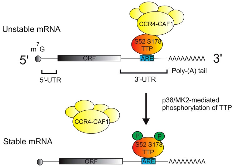 The p38 MAPK Pathway in Rheumatoid Arthritis: A Sideways Look.