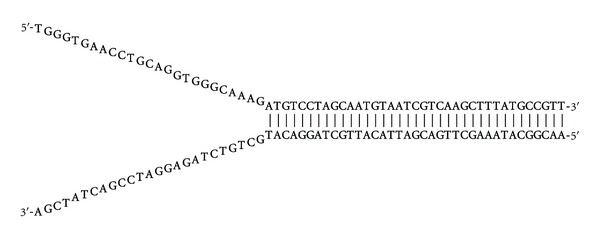 Structural and Functional Characterization of RecG Helicase under Dilute and Molecular Crowding Conditions.