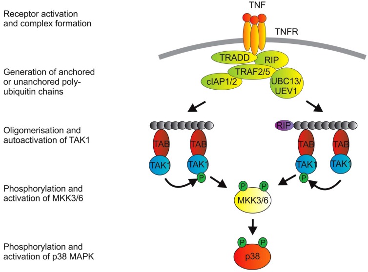 The p38 MAPK Pathway in Rheumatoid Arthritis: A Sideways Look.