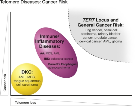 Telomeres in disease.