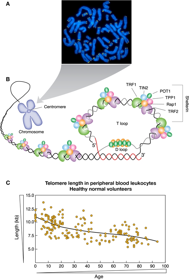 Telomeres in disease.