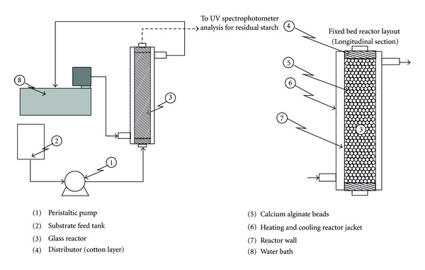 Simulation of enzyme catalysis in calcium alginate beads.