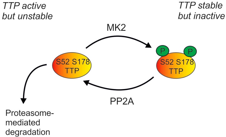 The p38 MAPK Pathway in Rheumatoid Arthritis: A Sideways Look.
