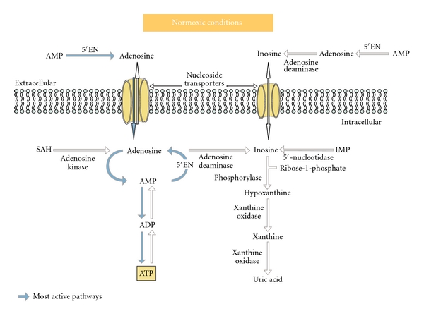 Comparison of the effects of adenosine, inosine, and their combination as an adjunct to reperfusion in the treatment of acute myocardial infarction.