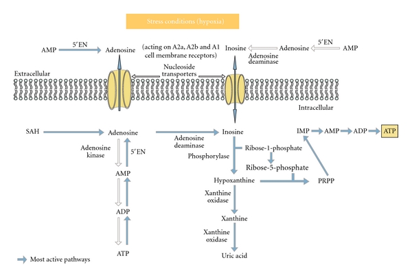 Comparison of the effects of adenosine, inosine, and their combination as an adjunct to reperfusion in the treatment of acute myocardial infarction.