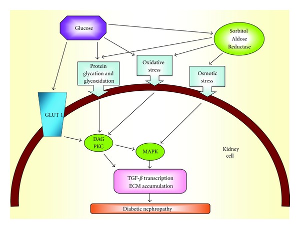 Circulating TGF-β1, glycation, and oxidation in children with diabetes mellitus type 1.