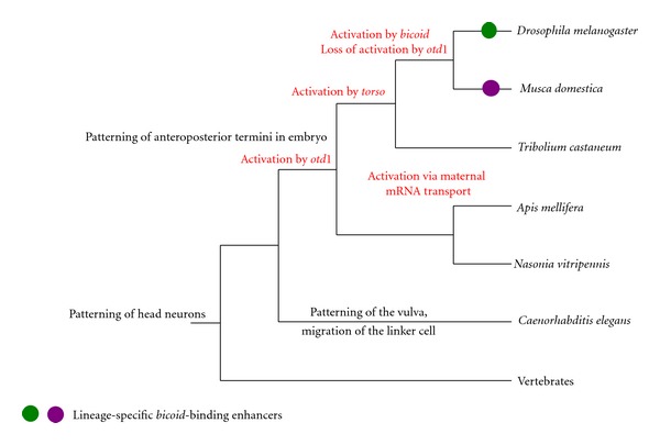 The evolution of novelty in conserved gene families.