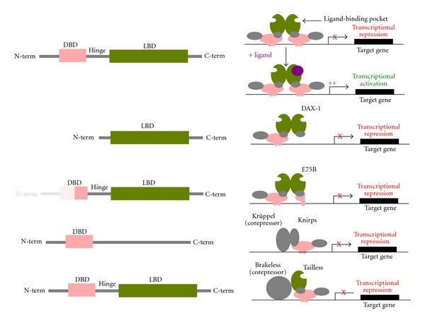 The evolution of novelty in conserved gene families.