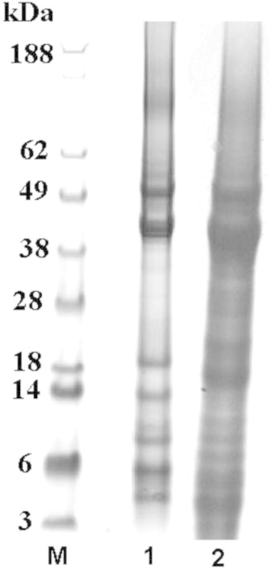 Regenerated keratin membrane to match the in vitro drug diffusion through human epidermis