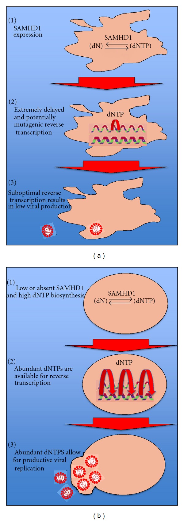 The Impact of Macrophage Nucleotide Pools on HIV-1 Reverse Transcription, Viral Replication, and the Development of Novel Antiviral Agents.