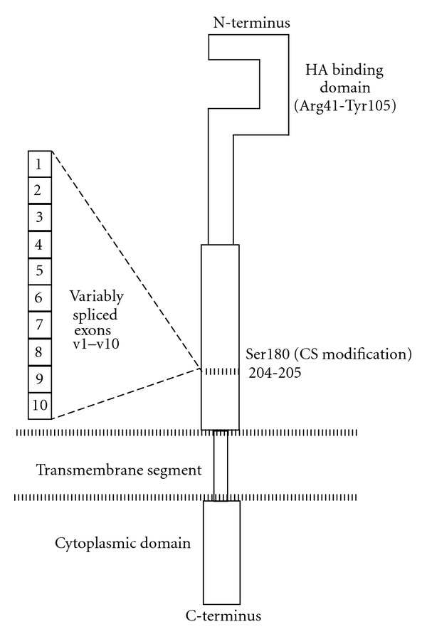 Application of Collagen-Model Triple-Helical Peptide-Amphiphiles for CD44-Targeted Drug Delivery Systems.