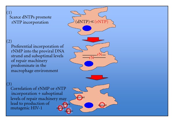 The Impact of Macrophage Nucleotide Pools on HIV-1 Reverse Transcription, Viral Replication, and the Development of Novel Antiviral Agents.