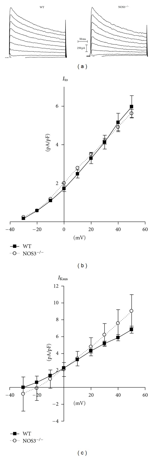 Prolonged Action Potential and After depolarizations Are Not due to Changes in Potassium Currents in NOS3 Knockout Ventricular Myocytes.
